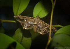 Merodictya marmorata