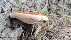 Ganoderma resinaceum