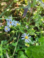 Symphyotrichum prenanthoides