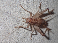 Gryllomorpha dalmatina