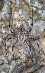 Herennia multipuncta