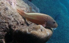 Paracirrhites forsteri