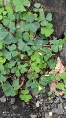 Oxalis corniculata