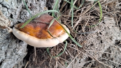 Ganoderma resinaceum