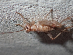 Gryllomorpha dalmatina