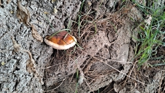 Ganoderma resinaceum