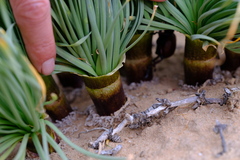 Gethyllis grandiflora