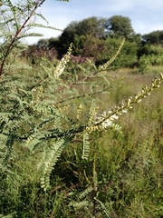 Eysenhardtia polystachya