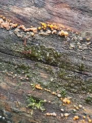 Dacrymyces stillatus