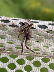 Acanthepeira