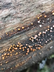 Dacrymyces stillatus