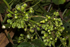 Lepistemon owariensis image