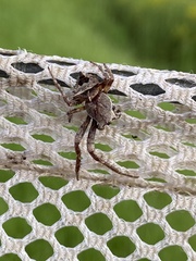 Acanthepeira