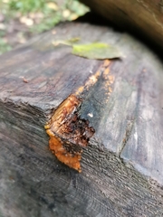 Dacrymyces stillatus