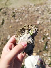 Magallana gigas