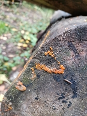 Dacrymyces stillatus