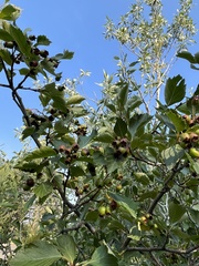 Crataegus douglasii