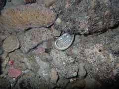 Haliotis tuberculata