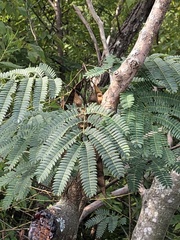 Albizia julibrissin
