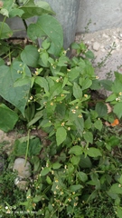 Galinsoga parviflora