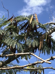 Albizia julibrissin