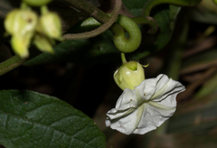 Lepistemon owariensis image