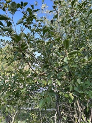Crataegus douglasii
