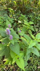 Agastache foeniculum