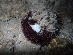 Sphaerechinus granularis