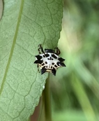 Gasteracantha kuhli