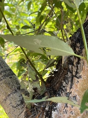 Populus angustifolia
