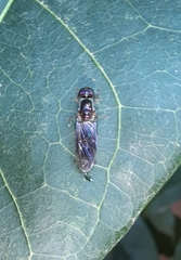 Sarginae
