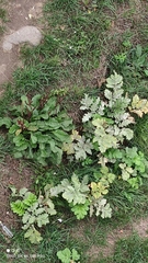 Heracleum sosnowskyi