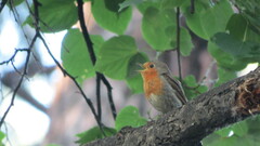 Erithacus rubecula
