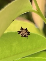 Gasteracantha kuhli