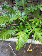 Philodendreae
