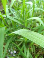 Acanthagrion quadratum