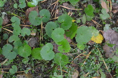 Chrysosplenium alternifolium