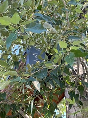 Populus angustifolia