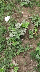 Heracleum sosnowskyi