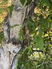 Populus angustifolia