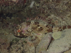 Scorpaena porcus