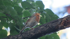 Erithacus rubecula