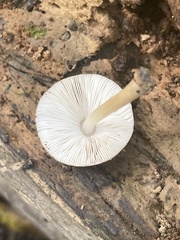 Pluteus longistriatus