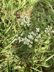 Torilis arvensis