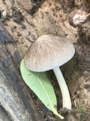 Pluteus longistriatus