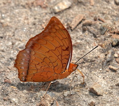 Charaxes distanti