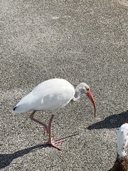 Eudocimus albus
