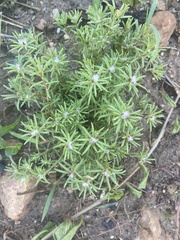 Portulaca grandiflora