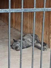 Canis lupus occidentalis